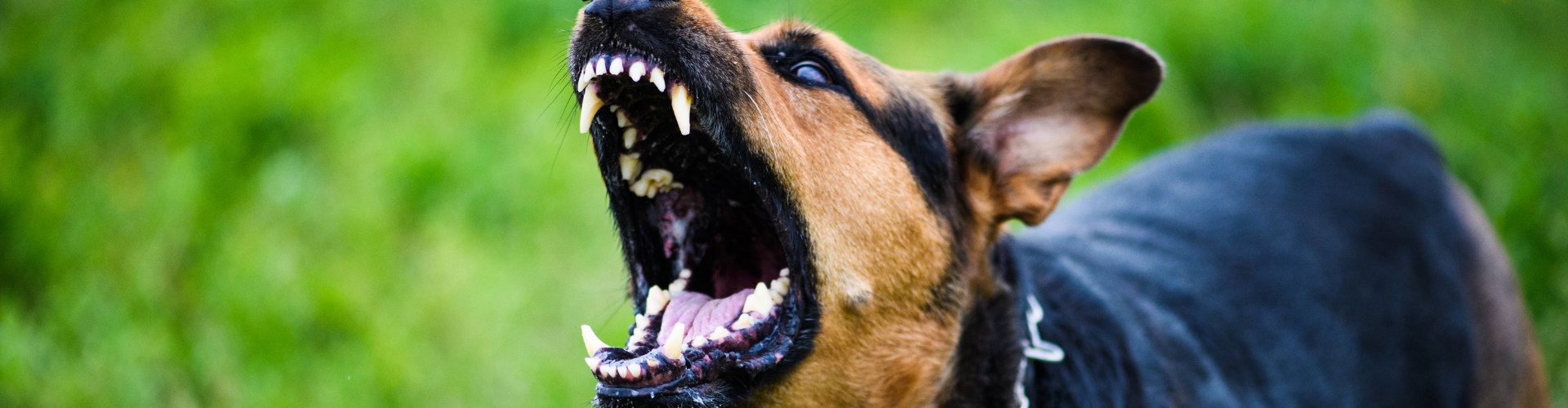 A Day in the Life of a Dangerous Dog Legislation Expert Witness