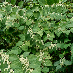 A Day in the Life of a Japanese Knotweed Expert